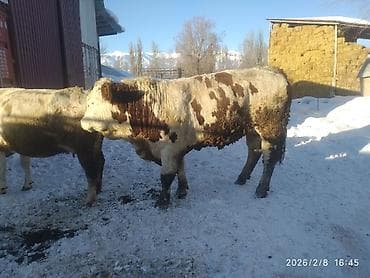 коровы для молока: Продаю | Бык (самец) | На откорм — 4