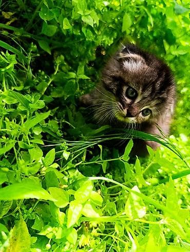 вислоухие кошки цена: Британская короткошёрстная, 1 месяц, Девочка, Приучена к лотку — 9
