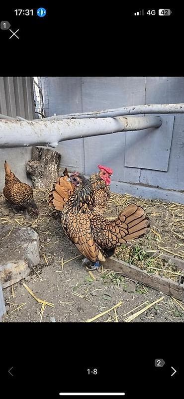 семечки подсолнуха: Инкубационные яйца от декоративной породы кур Сибрайт — 2