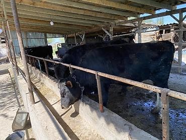 куплю каров: Продаю | Бык (самец) | На забой | Привязанные — 3