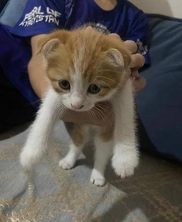 белая вислоухая кошка: Шотландский вислоухий котёнок (скоттиш-фолд), окрас рыже-белый. - — 1