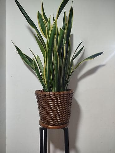 гүл койгуч: Комнатные растения,фикусыалоэ — 4