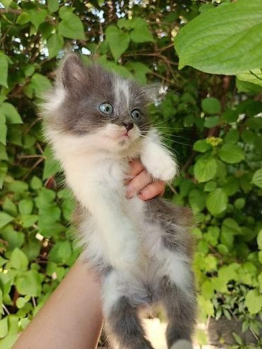Животные: Котята, пушистые комочки радости. - Окрас: дымчатый серый, чёрный — 5