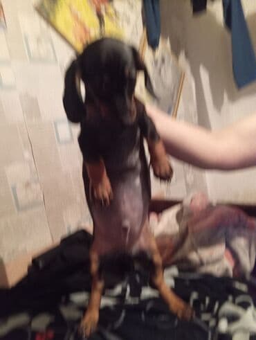 дончак тай: Такса, 2 месяца, Самка — 7