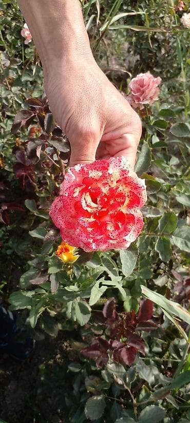 вьющиеся розы бишкек: Саженцы роз оптом — 2