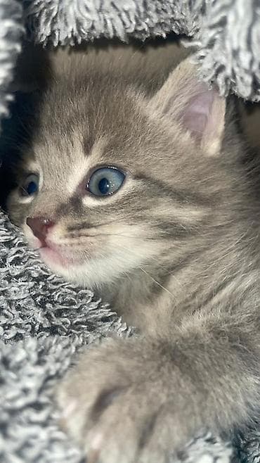 кошка мальчик: Беспородная, 2 месяца, Мальчик, Серый, Метис — 3