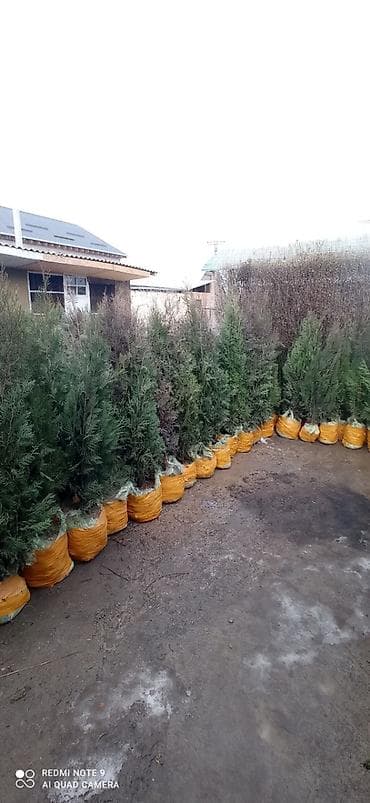 саженци: Саженцы деревьев: Туи, Самовывоз — 4