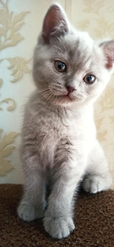 только голуби: Британский короткошёрстный котёнок девочка. карие глаза, карий носик и — 2