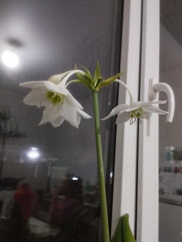 букет пионы: Эухарис (амазонская лилия) в декоративном пластиковом кашпо. - Белые — 2