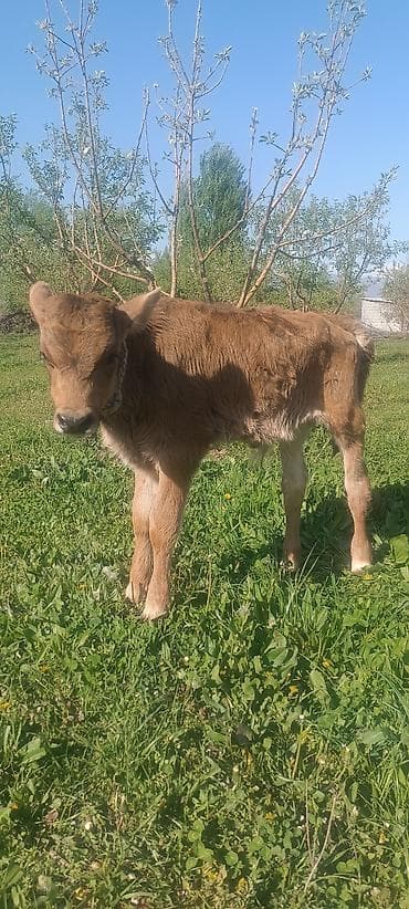 теленок кара балта: Продаю | Музоо, торпок | На откорм | Привязанные — 2