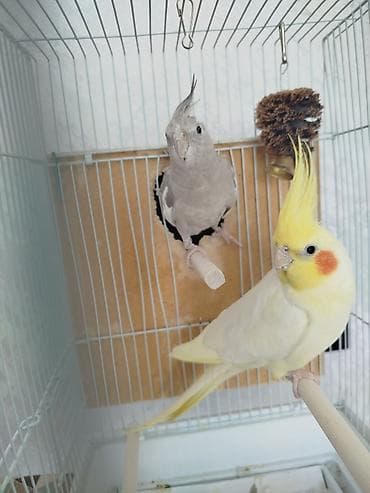 попугай разговаривающий: Продам попугаевкореллы,самка и самец — 4