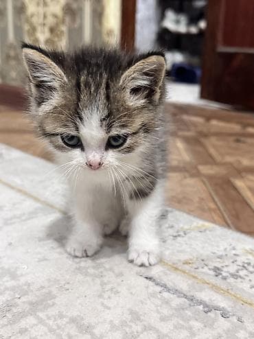 Кошки: Котёнок, короткошёрстный, окрас табби с белым. Описание: - Возраст на — 5