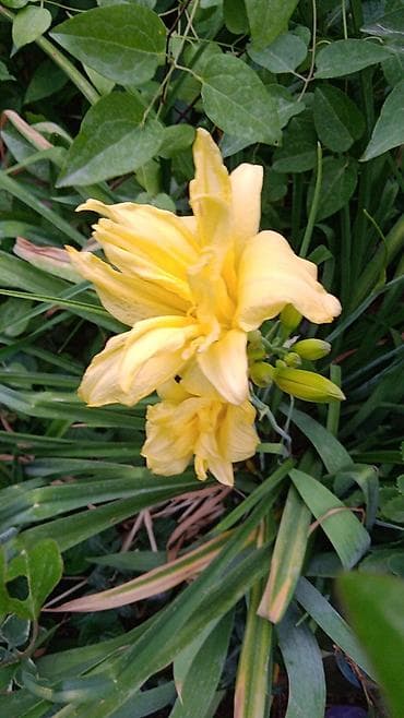 Дрова.разные,бревна ПродаютсяЛилейник махровх (Hemerocallis)х -