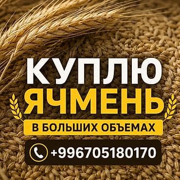 Куплю ячмень в любом объеме г. ТОКМОК