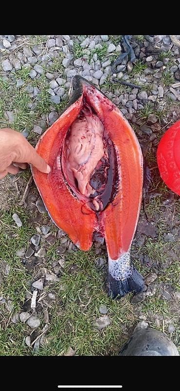 балык фарел: Кета/нерка (дико выловленная), разделка и полуфабрикаты. Форель - — 6
