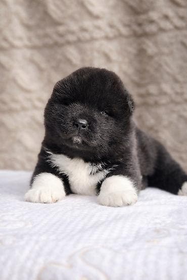 сколько стоит американская акита: 1 месяц, Самка, С прививкой, С родословной — 1