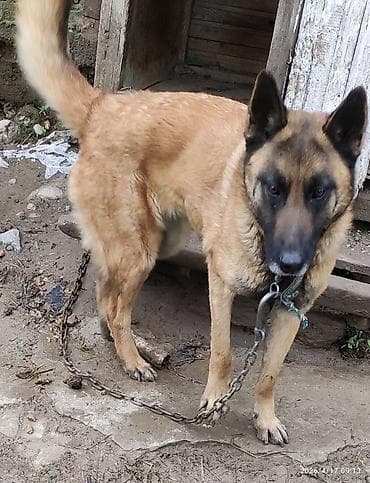 выстрел собак: Продаю бельгийку,2 годика — 2