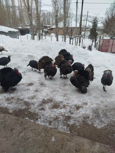 Квадроциклы: Продаю | Индюк (самец) | Для разведения | Племенные — 2