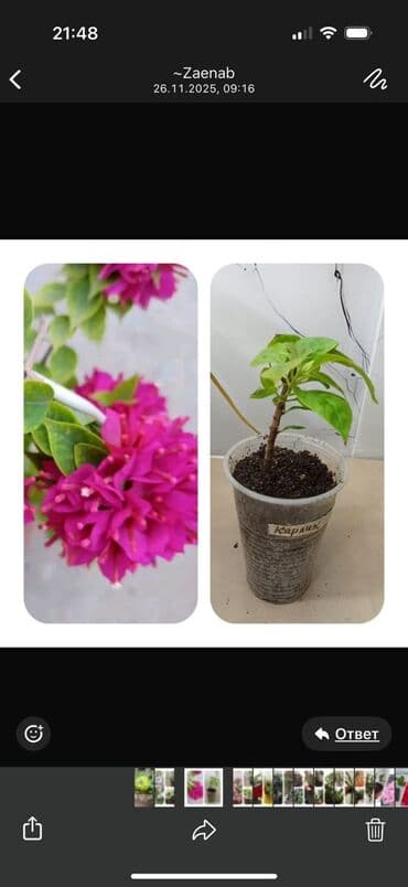 мебель бишкек: Саженцы цветка — 2