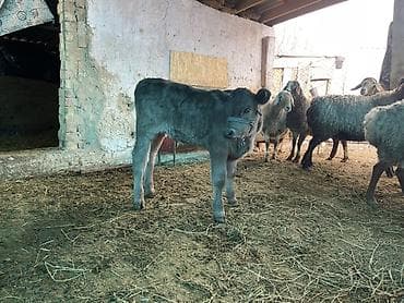 коровы и быки: Продаю | Музоо, торпок | На откорм — 4