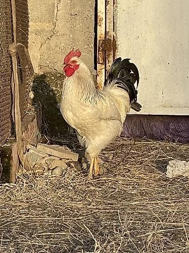 птица домашняя: 4 шк Короз сатылыт Сокулук Романовкада — 2