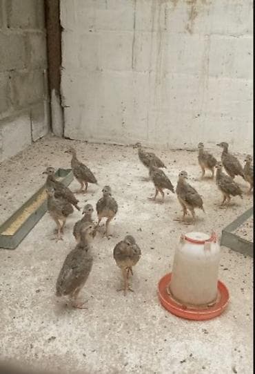 продаю перепелов: Кекликтер сатылат — 2