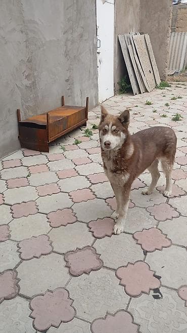 Продаю
