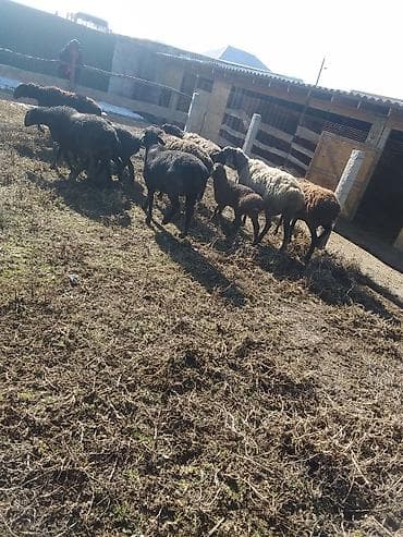 хомяки бишкек: Сатам | Ургаачы кой (ургаачы), Козу, Кочкор (эркек) | Көбөйтүү үчүн, Жүн үчүн | Бооз, Ургаачы, Токту — 2