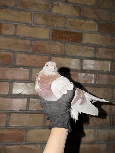 canada goose: Цена договорная Породистые голуби (декоративные, космоногие) — 2
