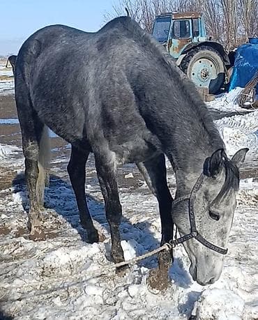 лимузин бычки: Продаю | Кобыла (самка) | Английская | Для разведения, Конный спорт | Племенные — 1