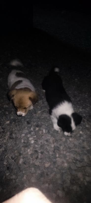 эублефар купить бишкек: Отдам даром щенки бардер колли 1 Мес мальчики адрес город Ош село — 9