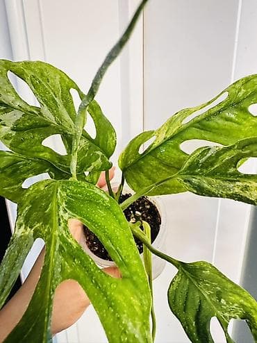 лиана: Монстера адансони (Monstera adansonii), комнатное тропическое растение — 1