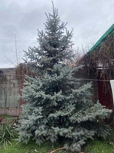 кета: Көчөттөр дарактардын: Карагайлар, Өзү алып кетүү — 2