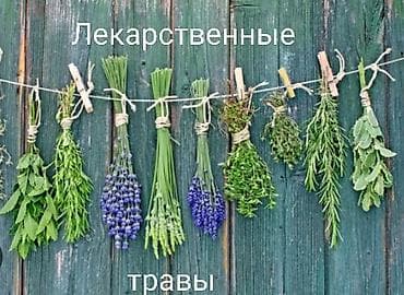 Здоровое питание: В наличии сушеные лекарственные травы. Лист малины, лист смородины — 1