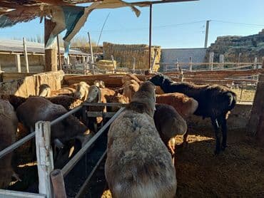 кролик декоративный: Продаю | Баран (самец) | Арашан — 5