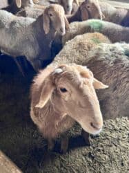 бодоно перепел: Продаю | Овца (самка) | Эдильбаевская | Для разведения — 9