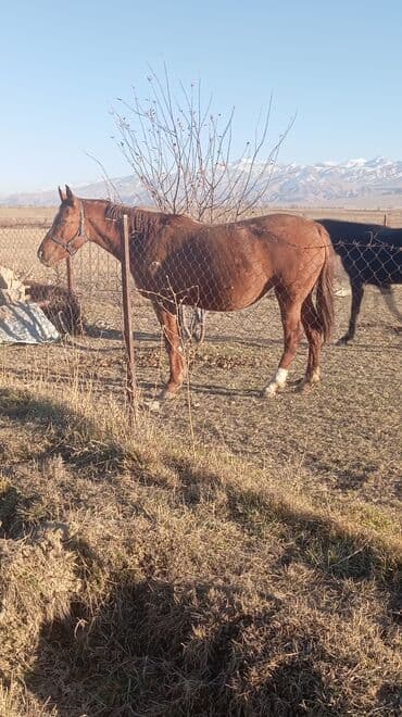 дом животных: Продаю | Жеребец | Дончак | Для разведения | Племенные — 4