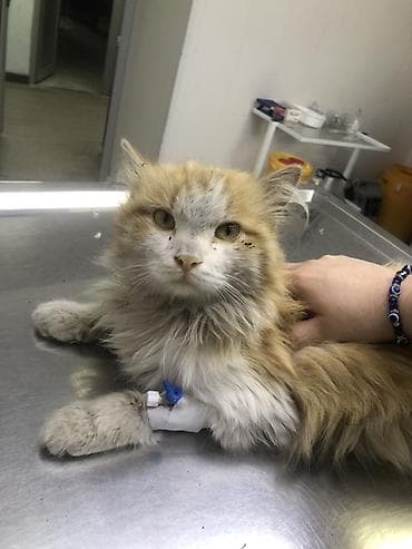 выстрел собак: Нужна помощь. Нужен куратор. Кто может позаботится о коте. У кота — 2