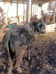 собаку в добрые руки: Продаю | Бык (самец) | На откорм — 9