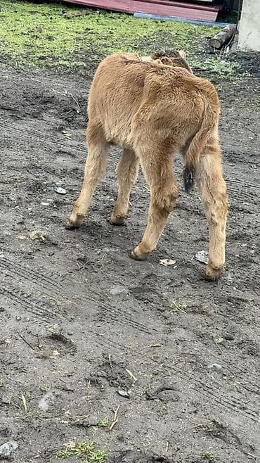 ангус бычок: Продаю | Бык (самец) | Для молока — 3