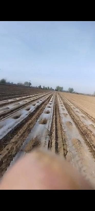 фреза пластик: Сеялка для хлопка. 4 рядный размер 60 Назначение: - Одновременное — 3