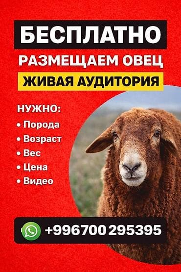 рыжая: 🐑 Бесплатная реклама овец !!! 📈 60К+ просмотров в месяц 🔥 Быстро — 1
