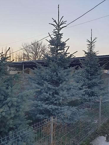 реальному: Саженцы деревьев: Ели, Самовывоз — 2