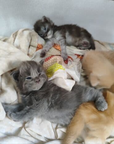 вислоухие котята фото цена: 🥳🥳🥳Открыто бронирование Элитных котята Мейн-куны чистокровные импорта — 6