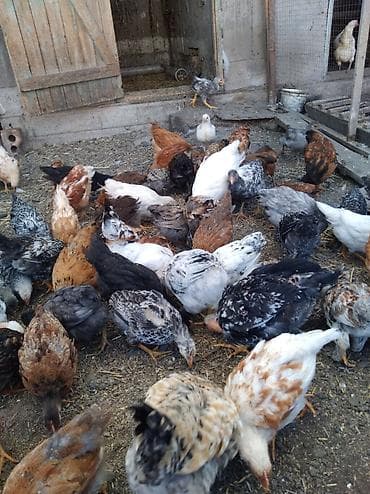 скотский рынок: Продаю | Цыплята — 3