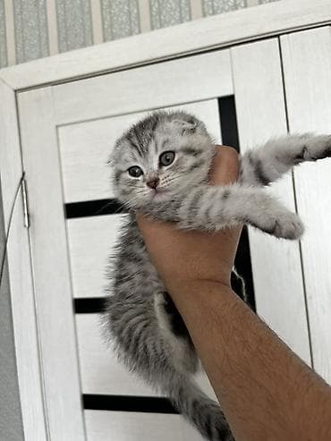 продаю чихуахуа: Скотиш Фолд (Шотландская вислоухая), 2 месяца, Девочка, Приучена к лотку — 3