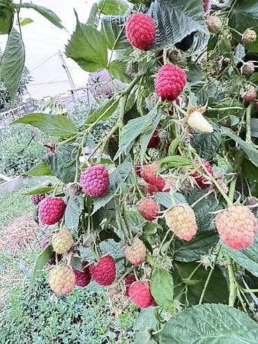 мапема малина: Саженцы малины сорта Маравилла. Адаптированные к местному климату — 4