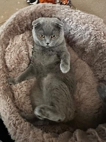 Скотиш Фолд (Шотландская вислоухая), 2 года, Мальчик, Голубой, Кастрирована, Метис, Приучена к лотку at lalafo.kg Скотиш Фолд (Шотландская вислоухая), 2 года, Мальчик, Голубой, Кастрирована, Метис, Приучена к лотку