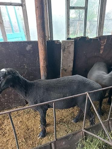 парода уйлар: Продаю | Ягненок, Баран (самец) | На забой | Кастрированные — 8