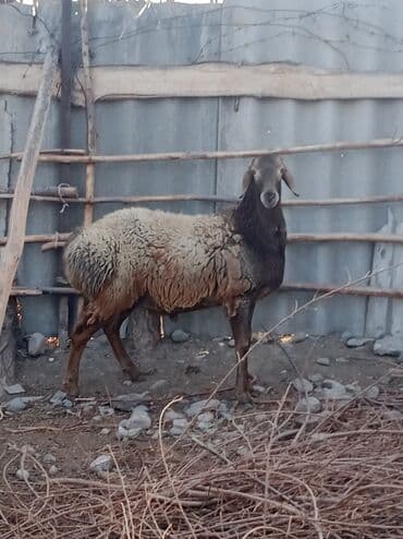 щенок немецкой овчарки купить: Продаю | Баран (самец) | Гиссарская | Для разведения — 2